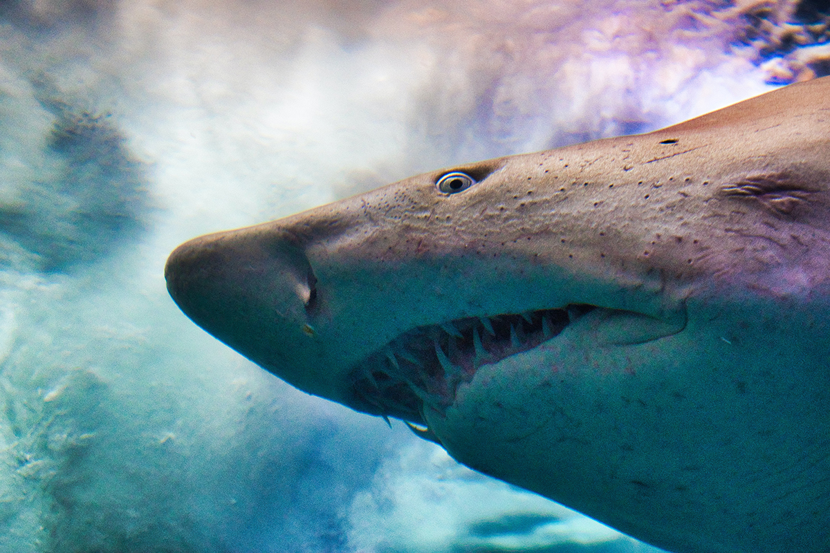 Древние акулы первыми научились ощущать горечь