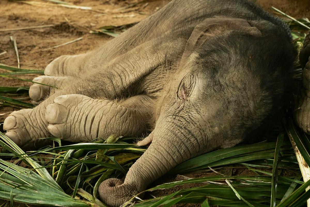 Ученые выявили причину массовой гибели слонов