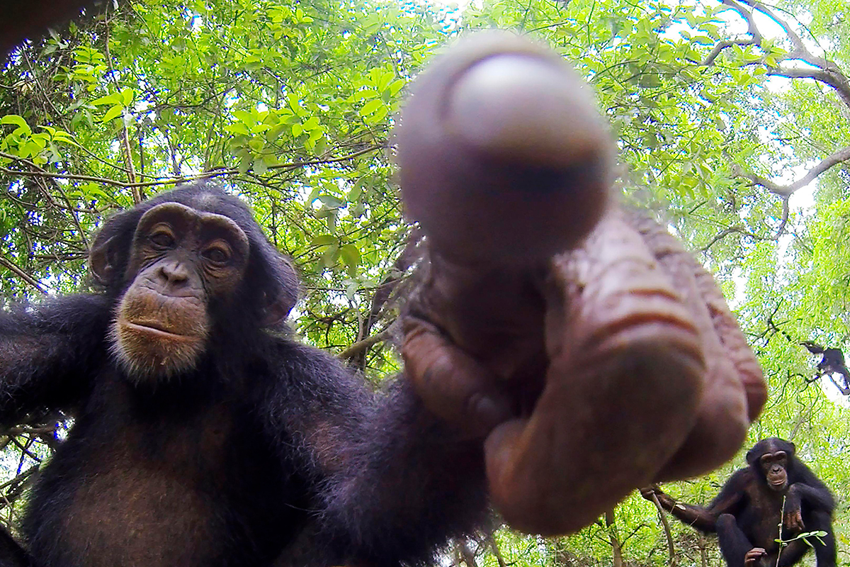 Шимпанзе используют высоты для шпионажа за конкурентами