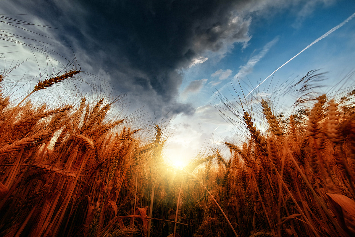 В следующем году затраты на зерноводство в РФ вырастут минимум на 30 %