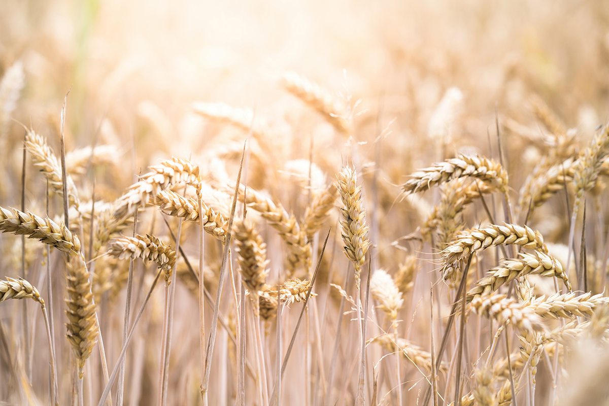 В РФ вводится запрет на экспорт пшеницы