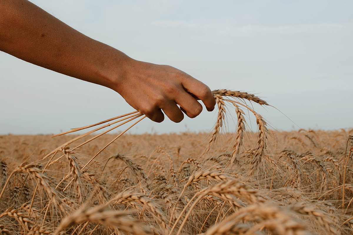 Минсельхоз выступил за временный запрет экспорта пшеницы