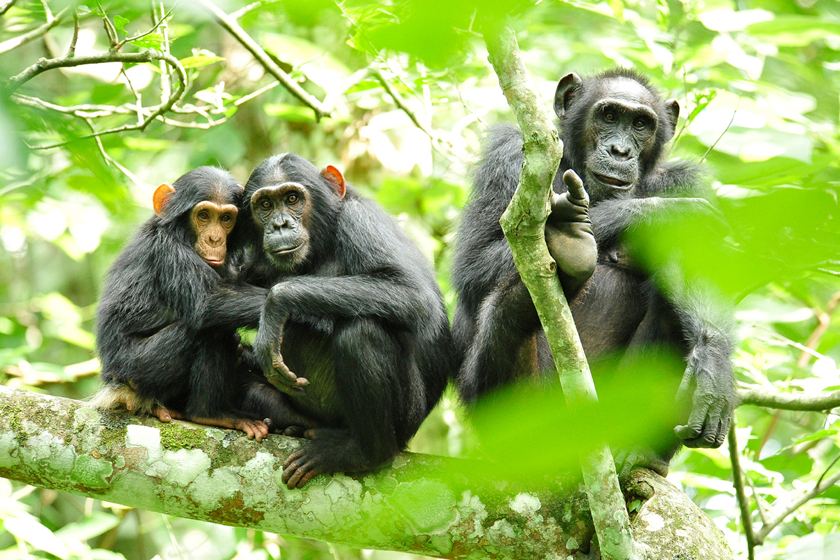 Шимпанзе способны помнить родственников спустя десятилетия