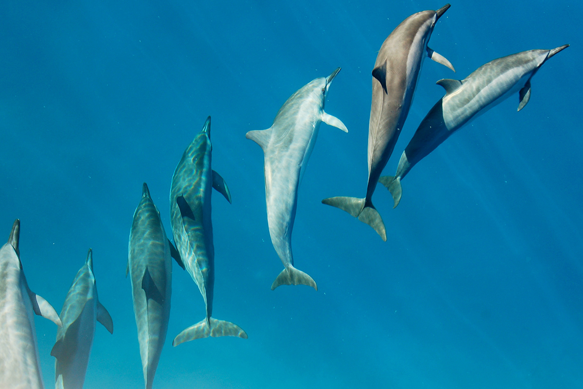 Зоологи доказали чувствительность дельфинов к электричеству