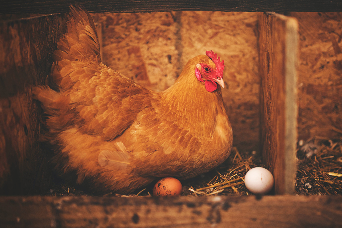 Стали известны первые страны – импортеры беспошлинных куриных яиц