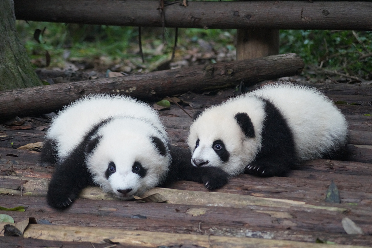 Ученые доказали, что панды тоже любят «переписываться»