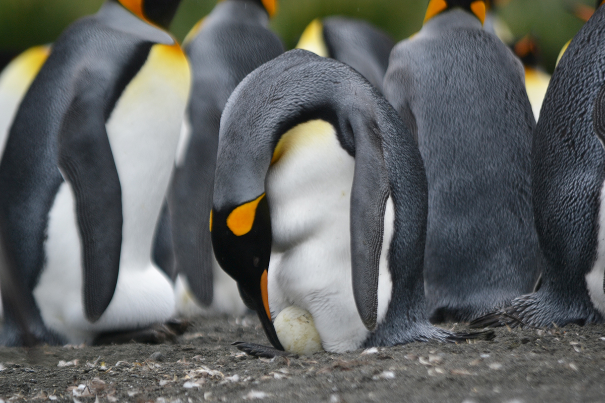 Антарктическим пингвинам мешают спать в основном соседи по колонии