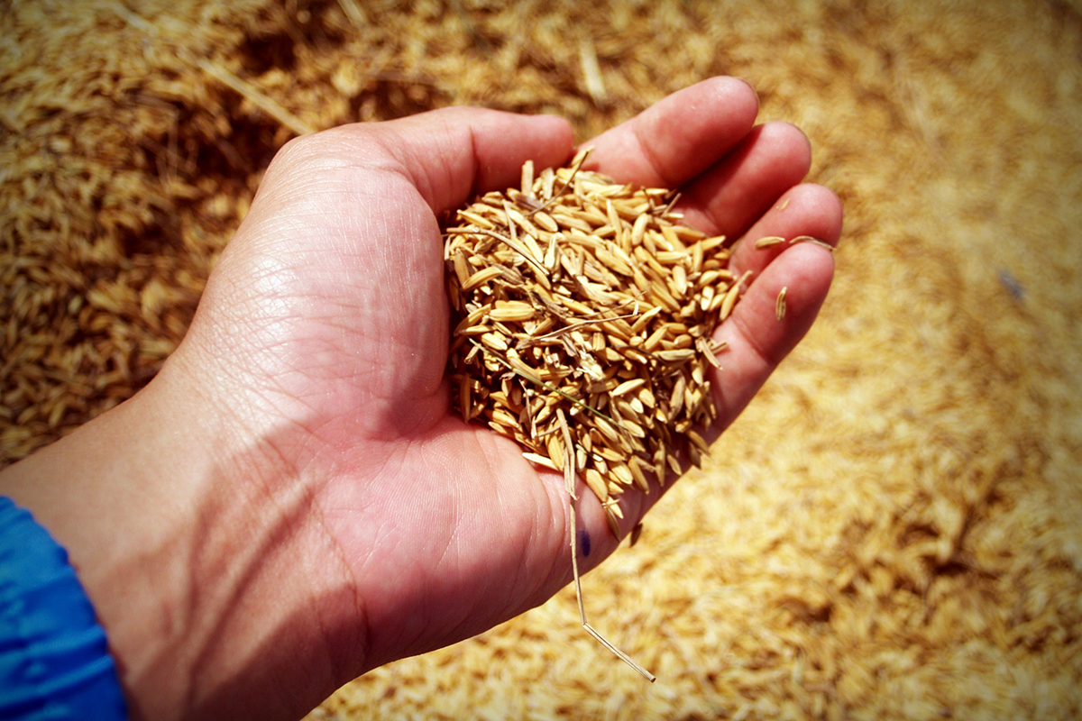 Правительство РФ ввело запрет на экспорт пшеницы до конца мая 2024 года