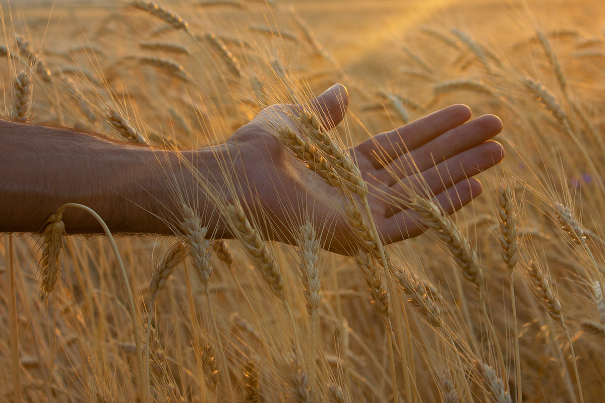 На поддержку производителей зерна выделено 10 млрд рублей