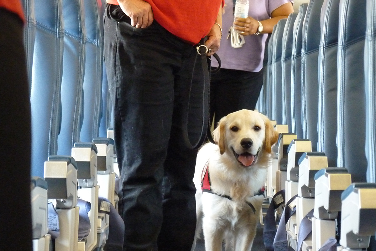 В Госдуме одобрили предложение об отдельных рядах для животных в самолетах