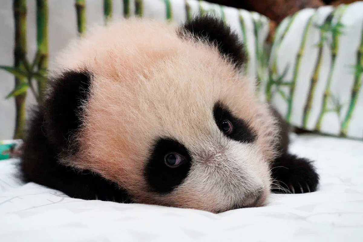 В Московском зоопарке временно закроется павильон с пандами