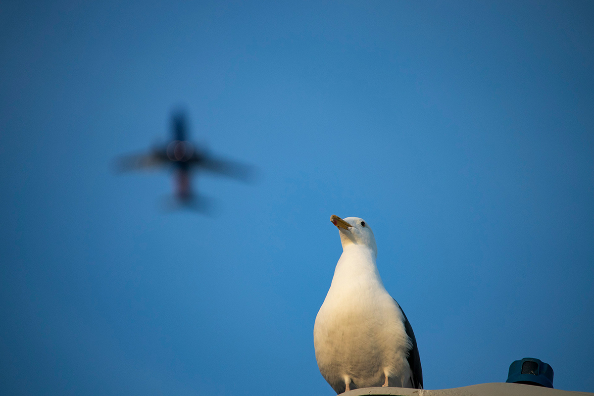 Росавиация зафиксировала рост числа столкновений самолетов с птицами