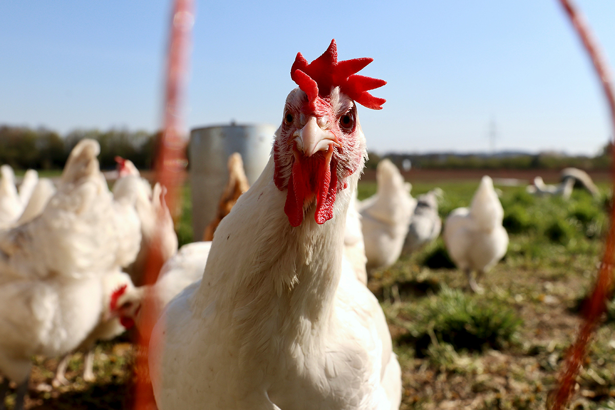 На сахалинской птицефабрике подозревают вспышку птичьего гриппа
