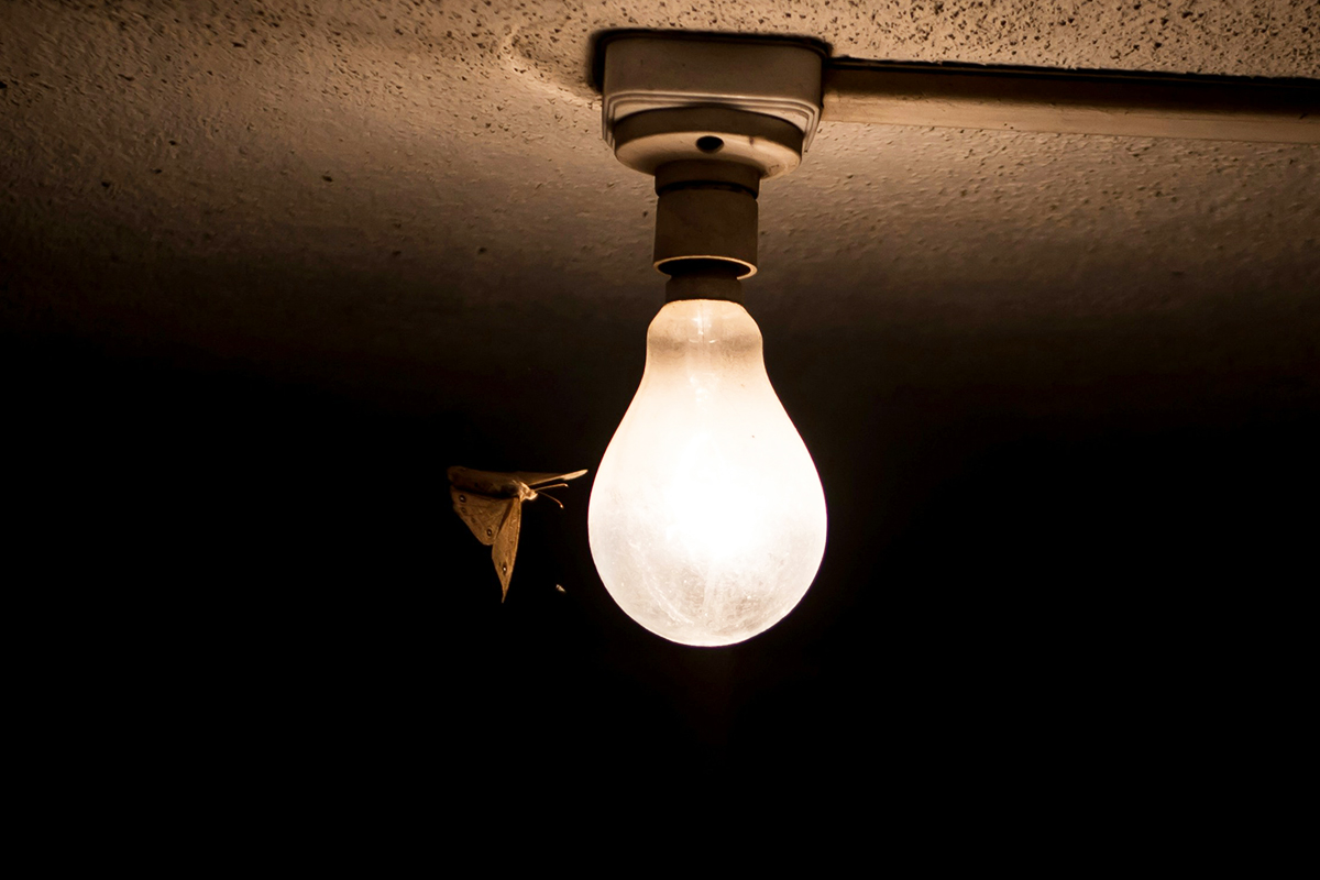 Ученые нашли причину кружения насекомых вокруг ламп и фонарей