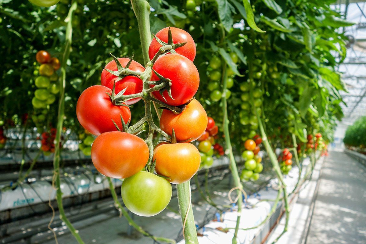 Производство овощей в российских теплицах за год выросло на 1,6 %