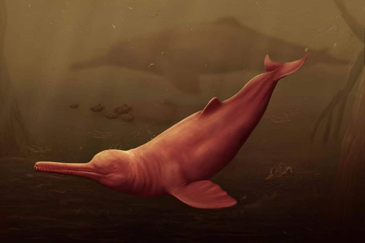 Палеонтологи открыли новый вид древних гигантских дельфинов