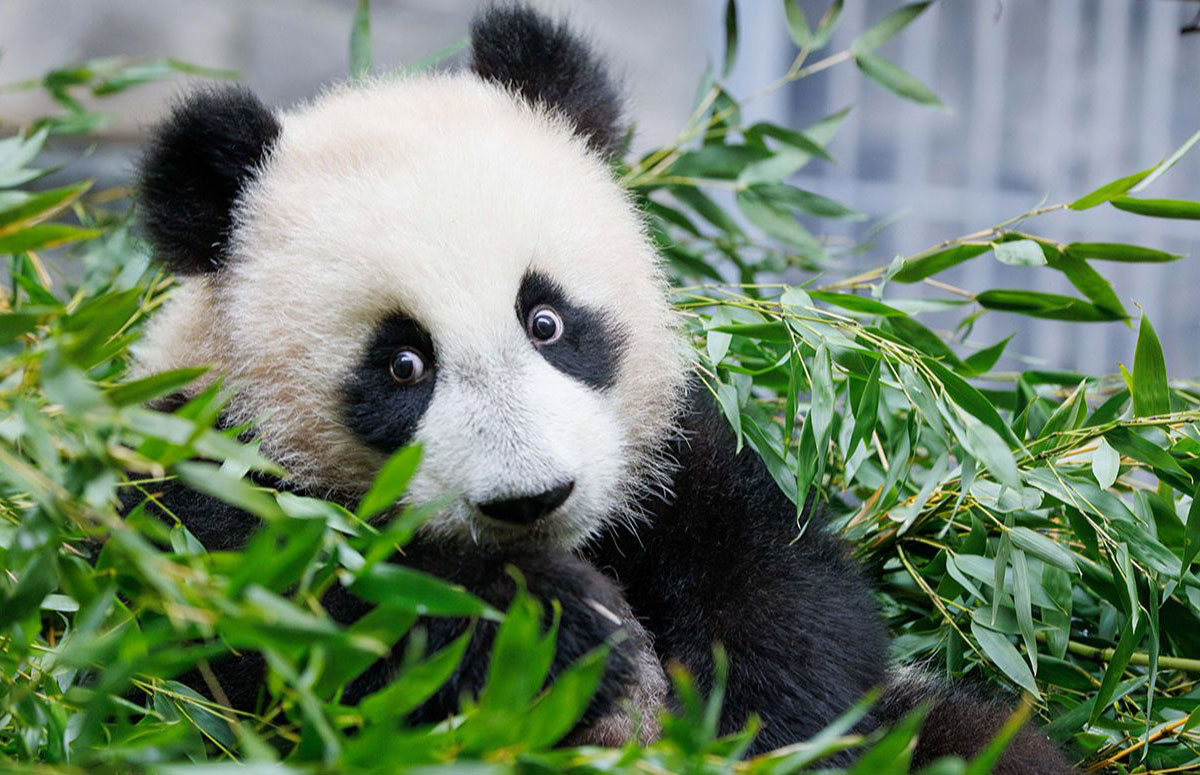 С 8 марта панду Катюшу сможет увидеть в зоопарке любой желающий — Сергей Собянин