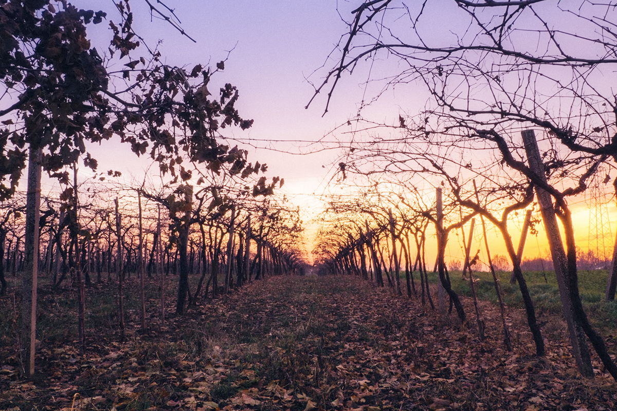 В XXI веке может прийти в упадок до 70 % винодельческих регионов