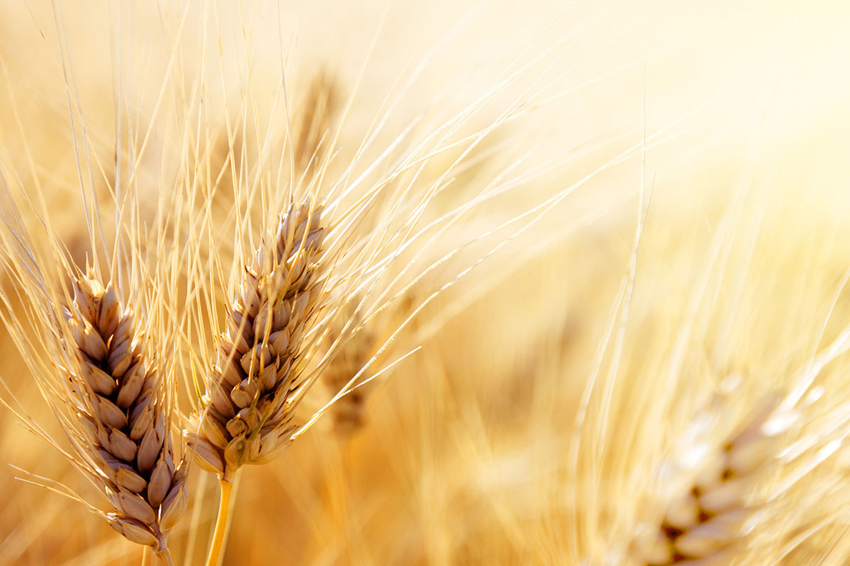 С 27 марта в России продолжат закупать зерно в госфонд