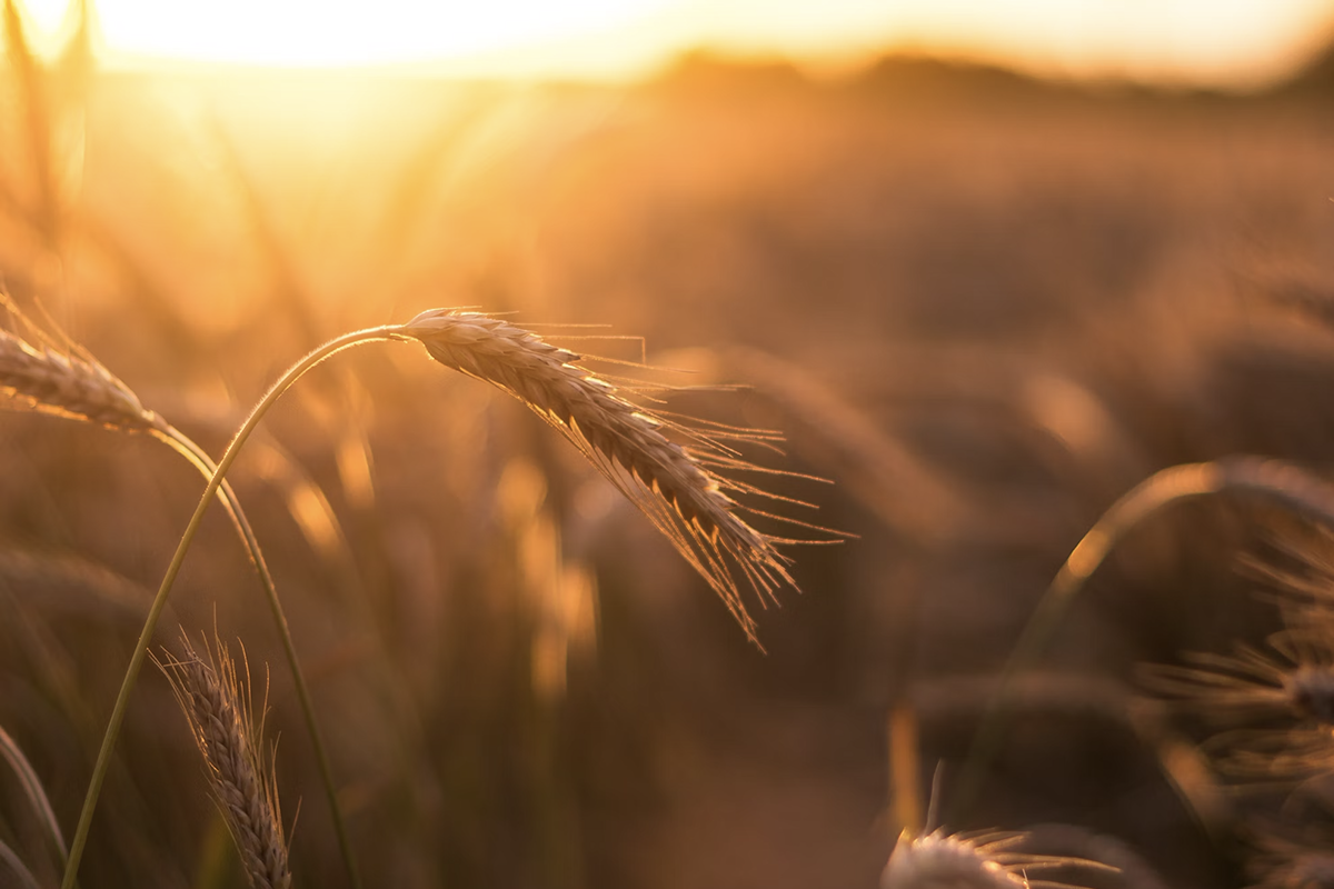 В ФАО прогнозируют рост экспорта российской пшеницы