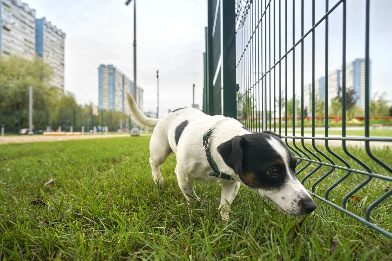 За год в московских районах появятся еще 24 площадки для выгула собак