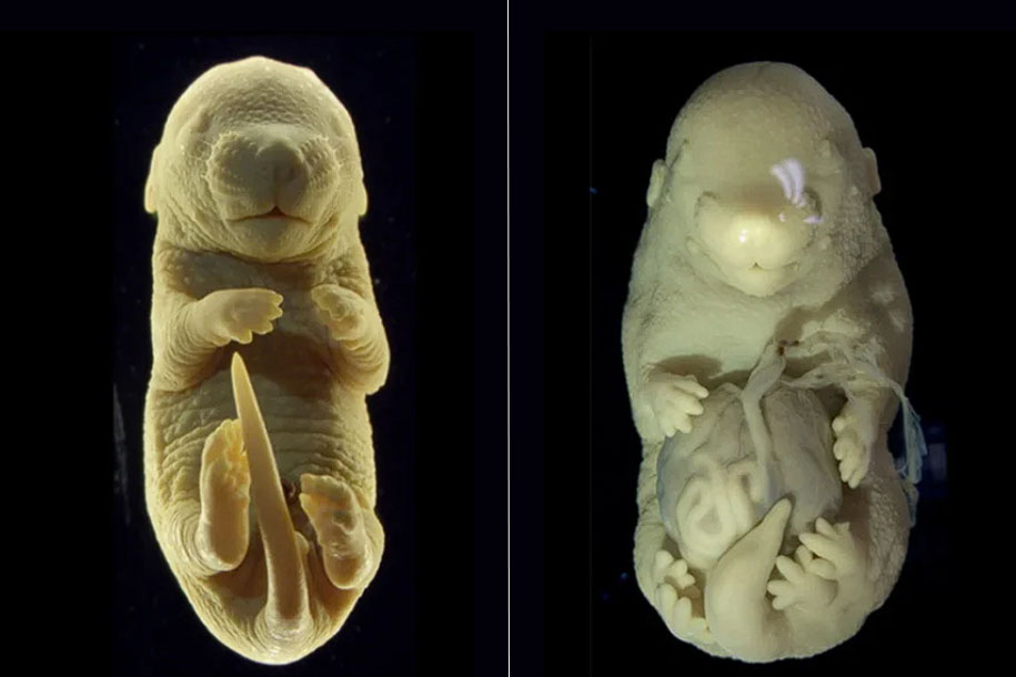 Генетики вырастили у мышей конечности вместо гениталий