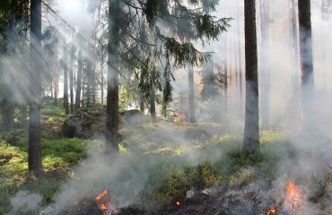Для предупреждения пожаров в лесах Подмосковья ставят шлагбаумы и фотоловушки