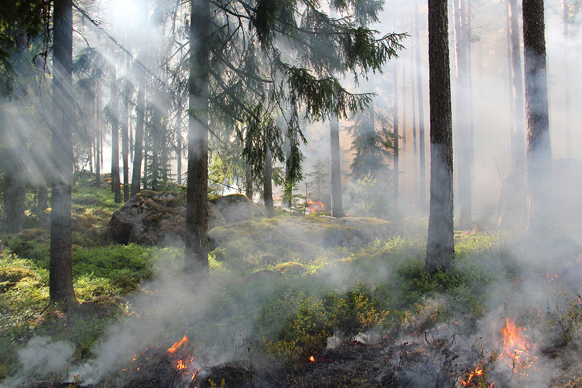 Для предупреждения пожаров в лесах Подмосковья ставят шлагбаумы и фотоловушки