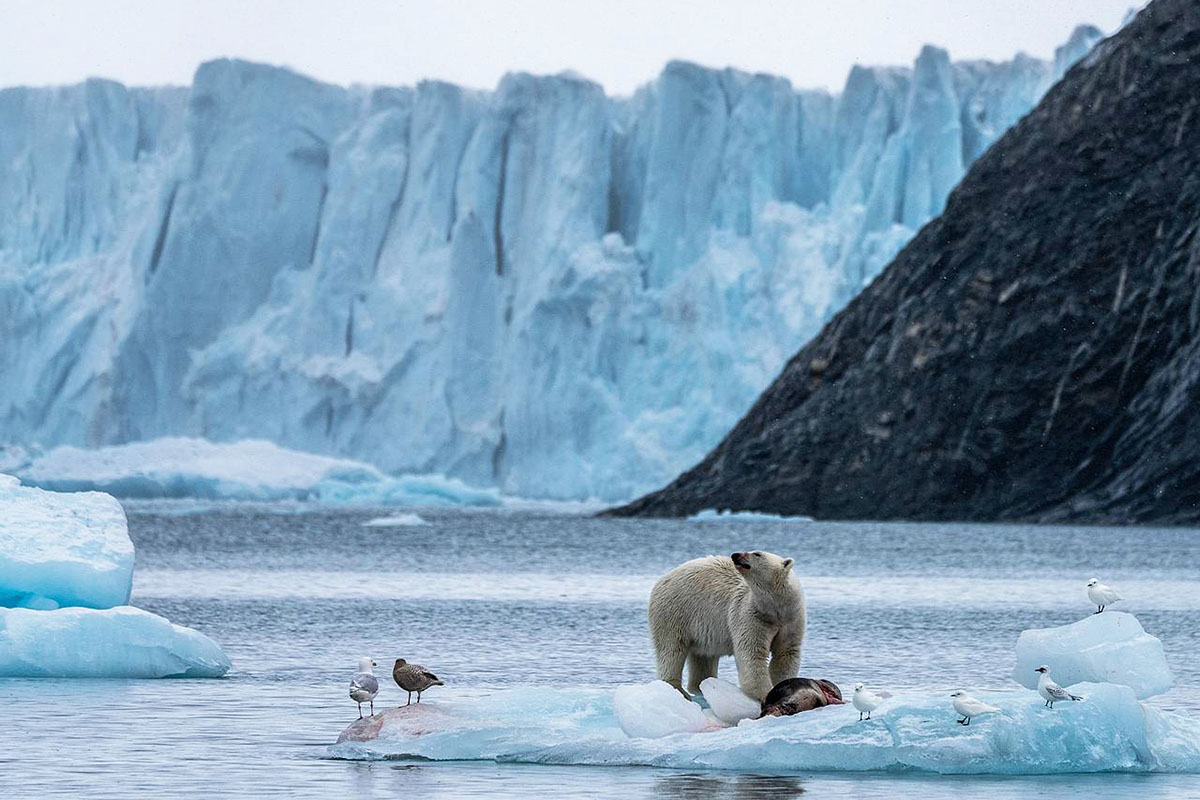 На 20 % быстрее: ученые скорректировали прогноз потепления в Арктике