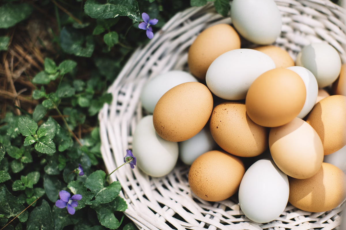 Минсельхоз отмечает стабилизацию цен на яйца и курятину