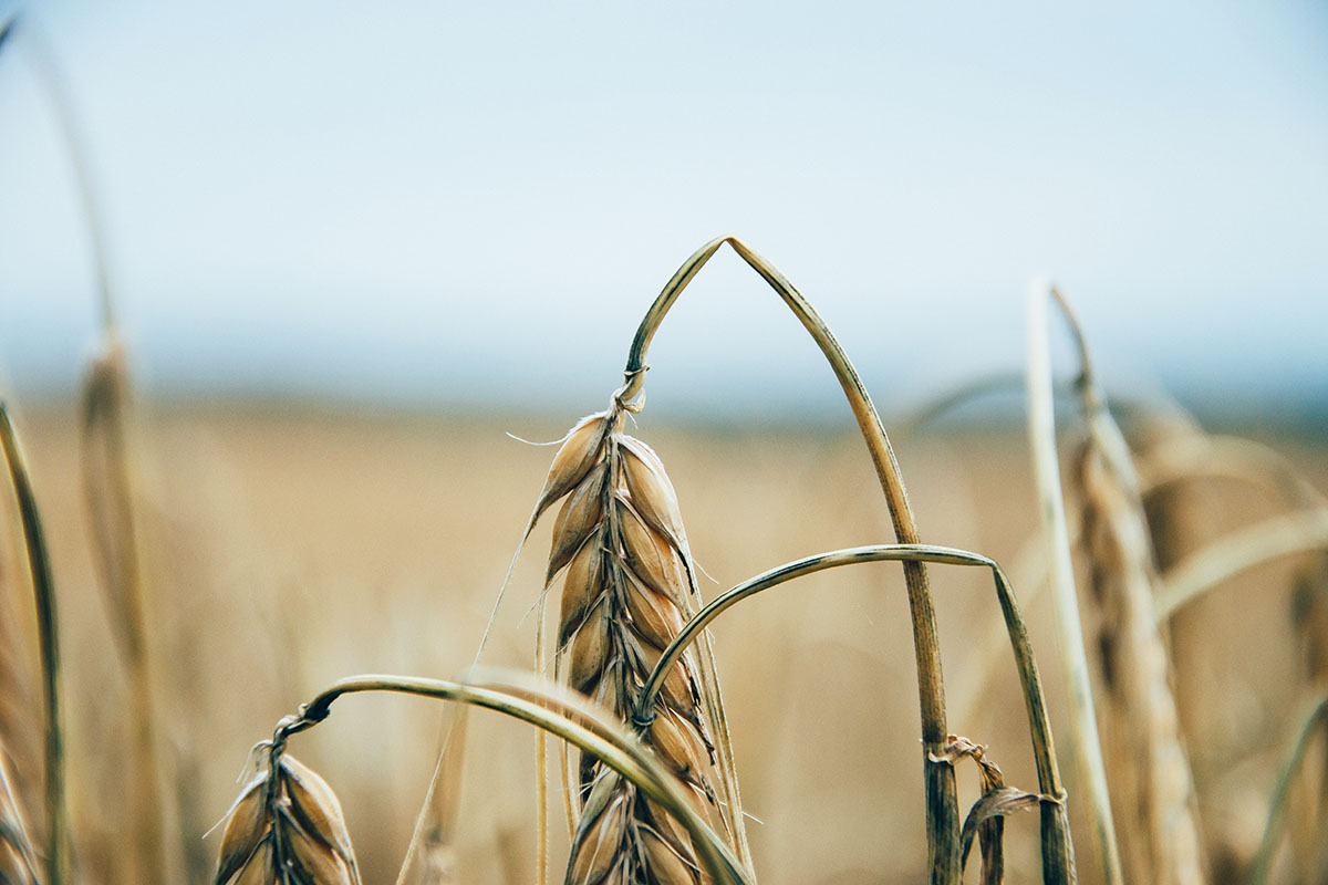 Из-за заморозков урожай пшеницы в РФ может снизиться на 3,9 млн тонн