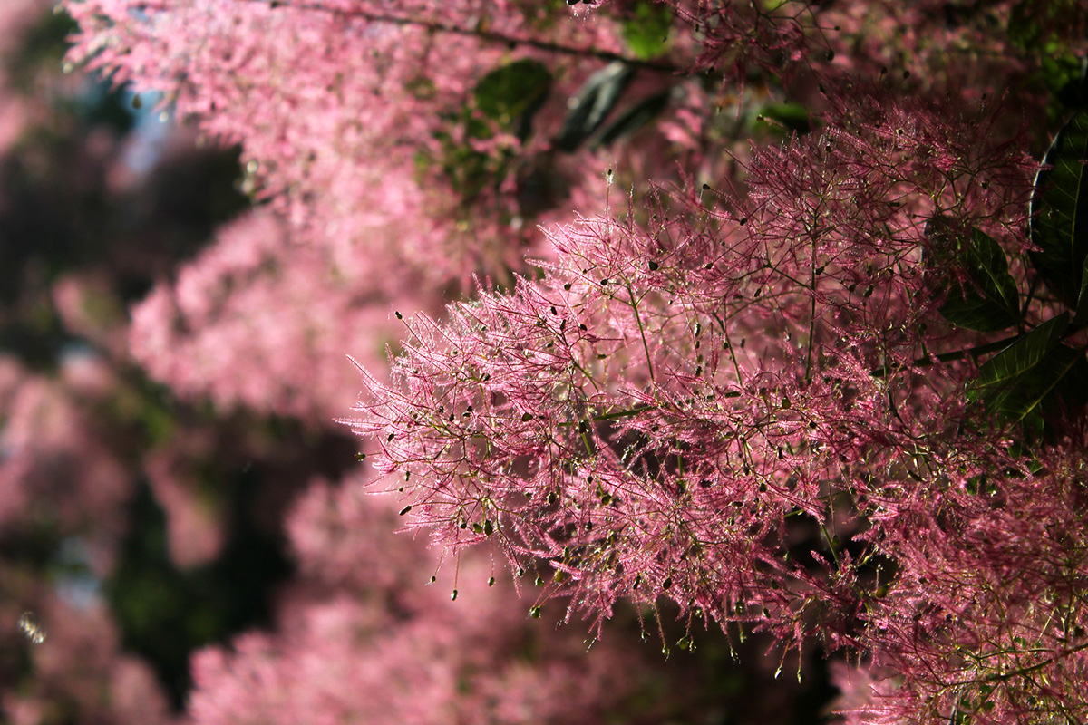 В «Аптекарском огороде» засцвело розовое дымное дерево