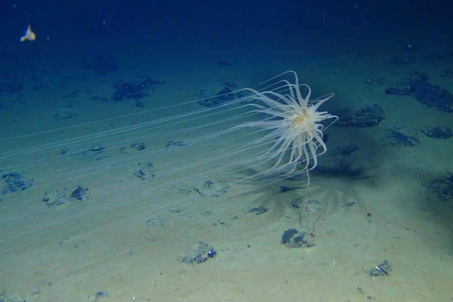 Полиметаллические конкреции на дне океана могут производить «темный» кислород