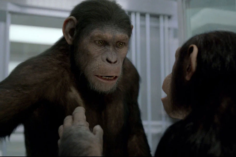 Жестовые «разговоры» шимпанзе напоминают человеческое общение