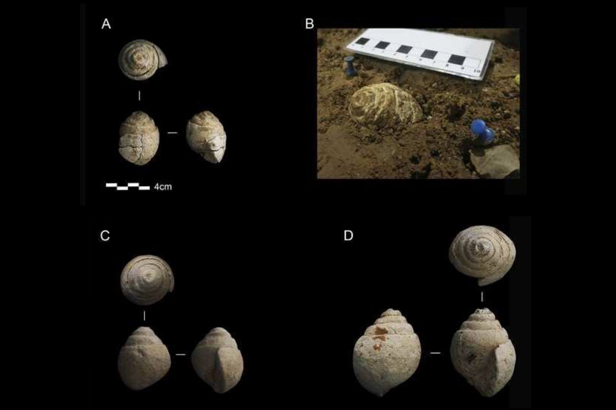 В пещере Прадо-Варгас нашли собранные неандертальцами морские окаменелости